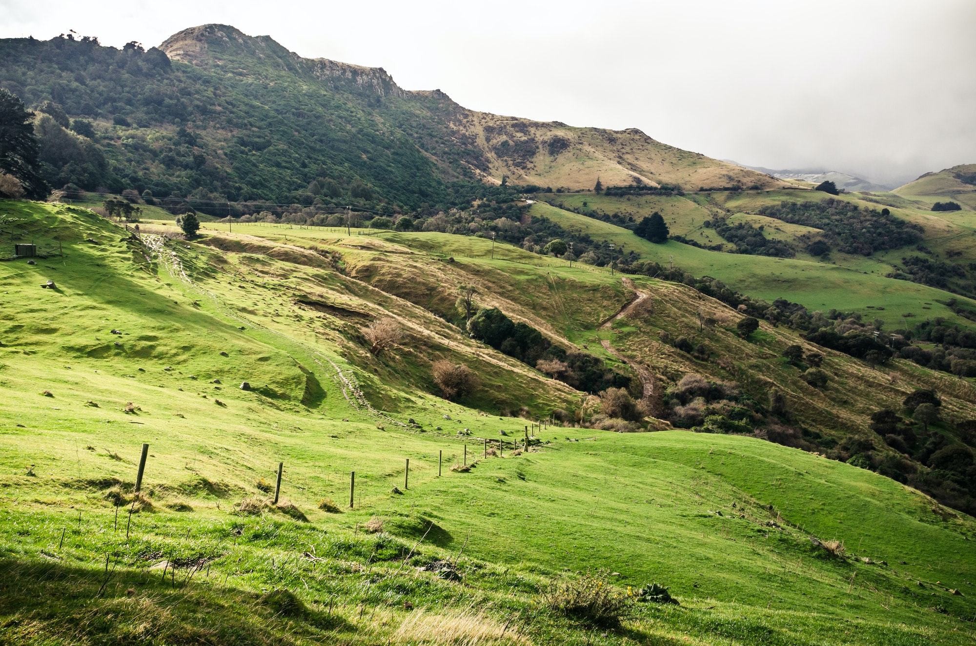 Lush green landscape of New Zealand